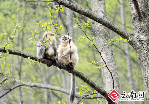 US students talk protection on snub-nosed monkeys