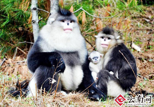 US students talk protection on snub-nosed monkeys