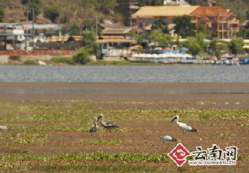 Asian openbill first spotted on Lake Lashi in Lijiang