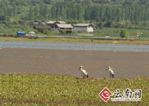 Asian openbill first spotted on Lake Lashi in Lijiang