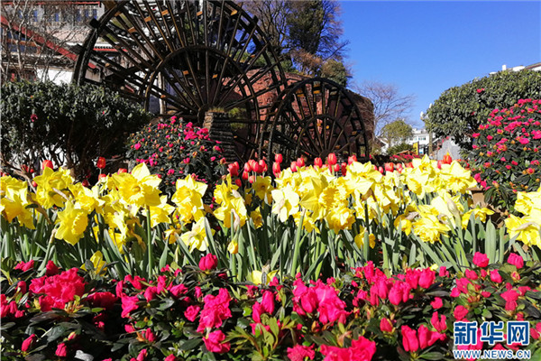 Old Town of Lijiang spruced up with flowers