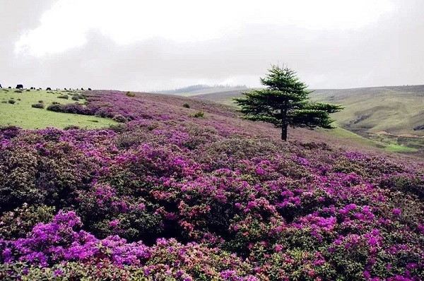 Lijiang Laojun Mountain, China's Most Beautiful Forest