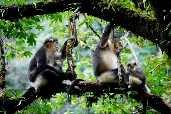 Lijiang Laojun Mountain, China's Most Beautiful Forest