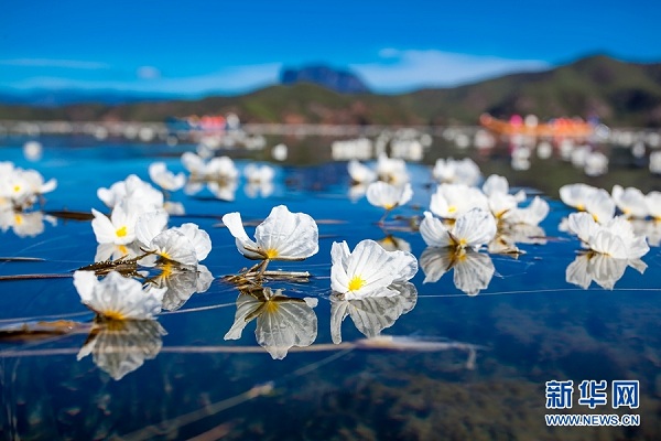 Endangered aquatic plant blooms on Lugu Lake