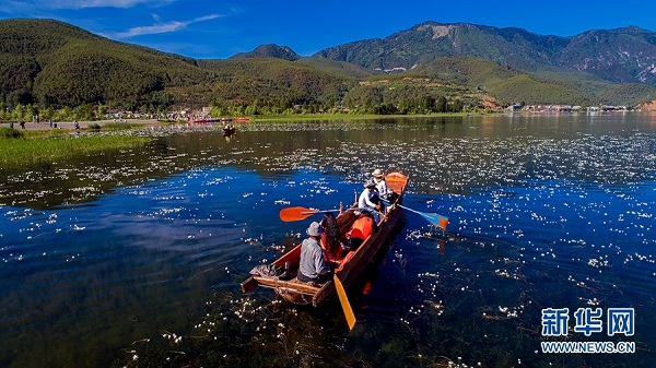 Endangered aquatic plant blooms on Lugu Lake