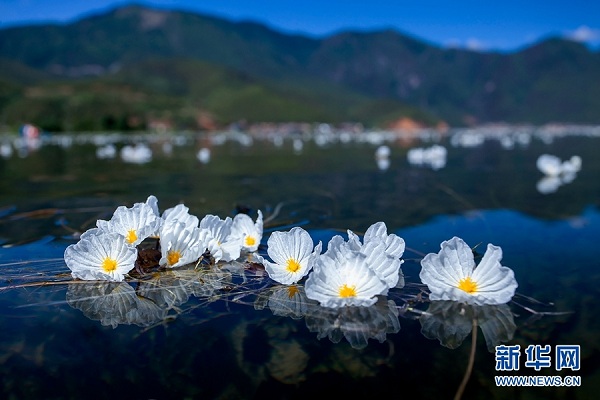 Endangered aquatic plant blooms on Lugu Lake