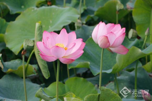 Lijiang Yongsheng Lotus Flowers Festival kicks off