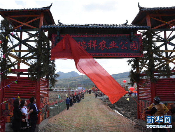 Lijiang brings out snow peach industry