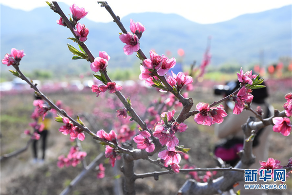 Lijiang brings out snow peach industry