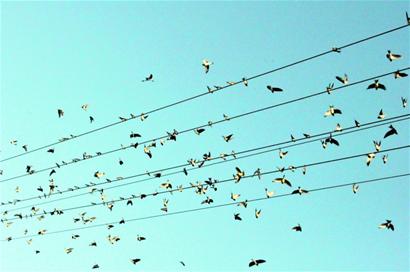 Thousands of swallows gather in Jiaonan