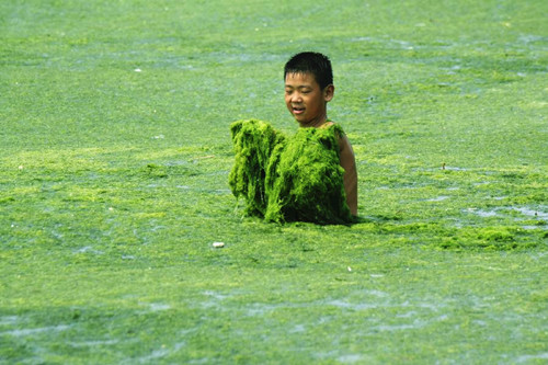 Green algae emerges off beaches in Qingdao