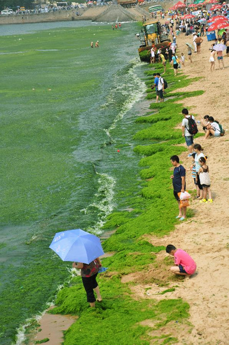 Green algae emerges off beaches in Qingdao