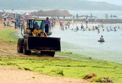 Green algae clears up in Qingdao