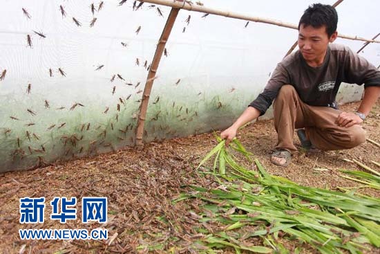Farmer gets 100,000 yuan of annual income by grasshoppers breeding