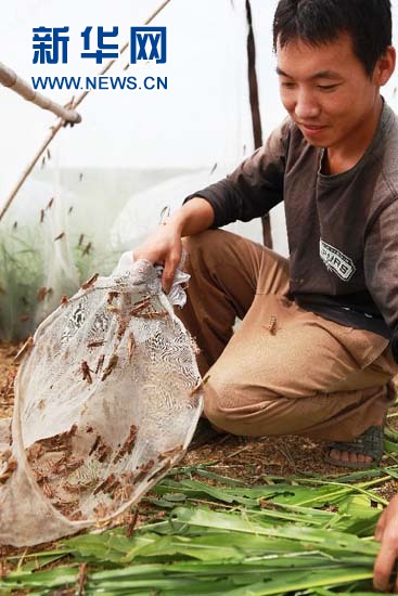 Farmer gets 100,000 yuan of annual income by grasshoppers breeding