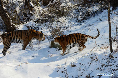 Siberian tigers tread on snow in Qingdao