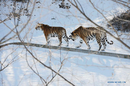 Siberian tigers tread on snow in Qingdao