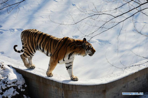 Siberian tigers tread on snow in Qingdao