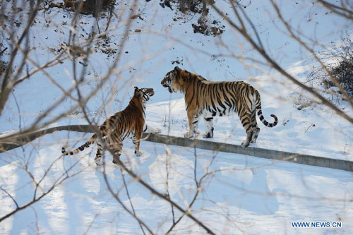 Siberian tigers tread on snow in Qingdao