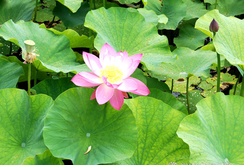 Lotus blooms at Qingdao expo