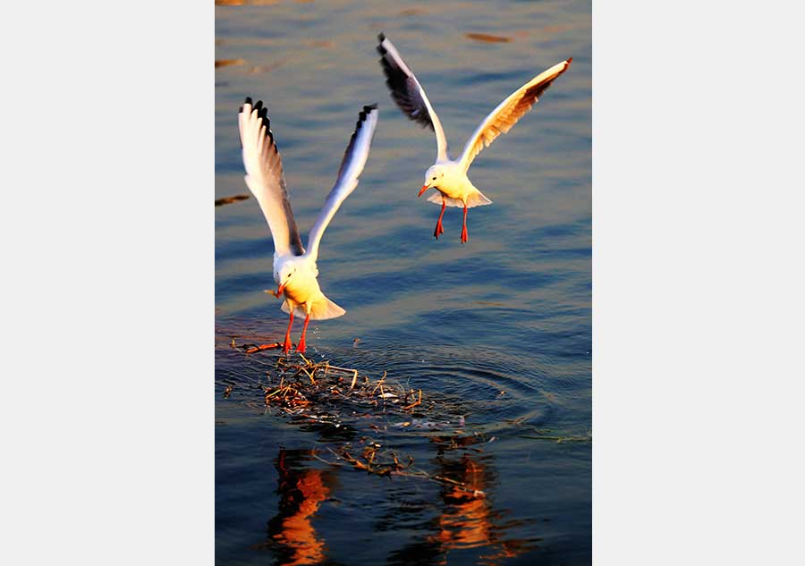 Seagulls on the hunt soar over the sea in Qingdao