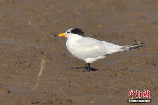 Critically endangered bird found in Qingdao