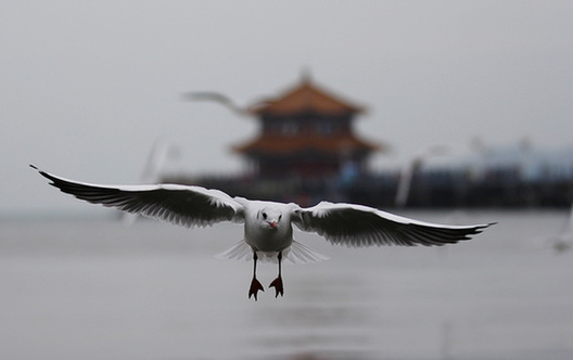 Seagulls in Qingdao draw out visitors