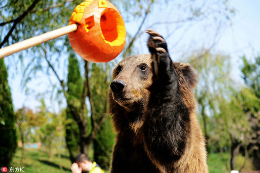 Halloween treats for animals at the zoo