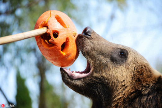 Halloween treats for animals at the zoo