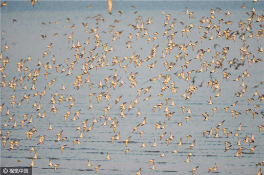 Magnificent! Tens of thousands of migrant birds forage near Jiaozhou Bay