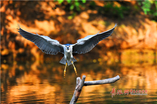 Photographer snaps night herons in Qingdao