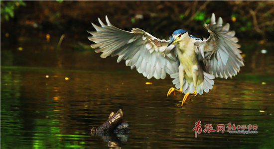 Photographer snaps night herons in Qingdao