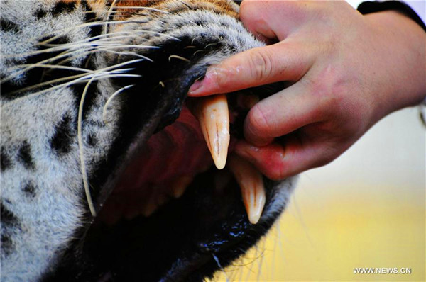 Animals at Qingdao Forest Wildlife World get health check