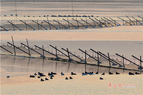 Flocks of migrant birds seen in Qingdao Jiaozhou Bay