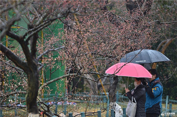 Spring rain bewitches plum blossoms in Qingdao