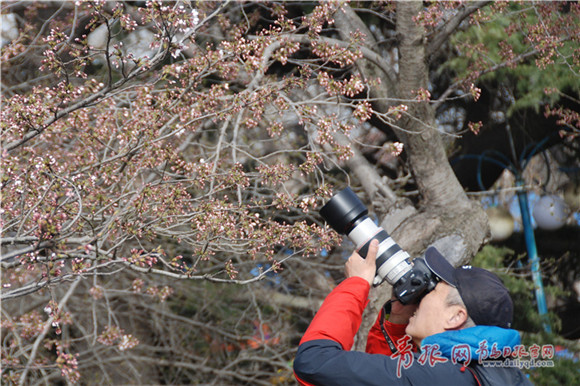 Oriental cherry blooms at Qingdao Zhongshan Park