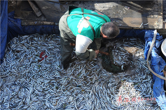 Sand lance fishing season underway in Qingdao