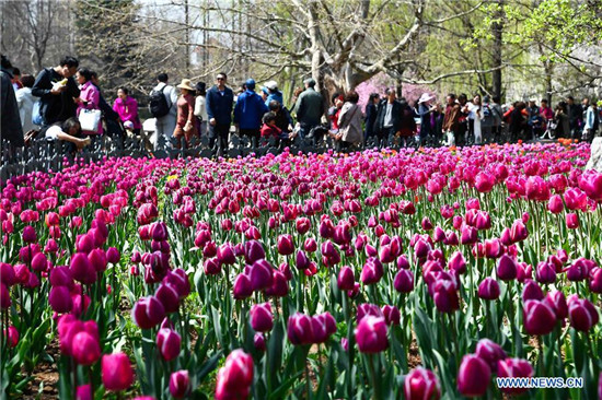 Flower appreciation event held in Qingdao, China's Shandong