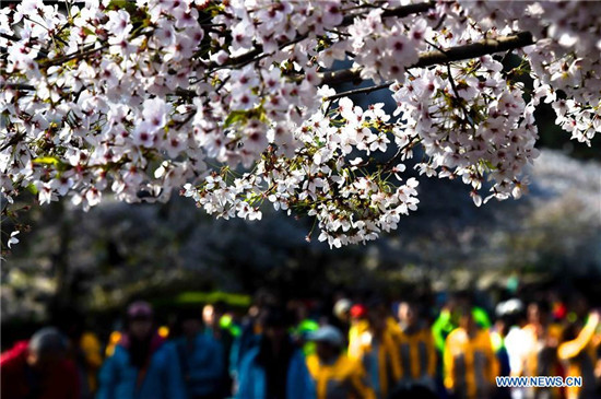 Flower appreciation event held in Qingdao, China's Shandong