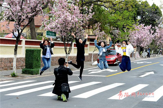 Stunning flowering Chinese crabapples dazzle Qingdao