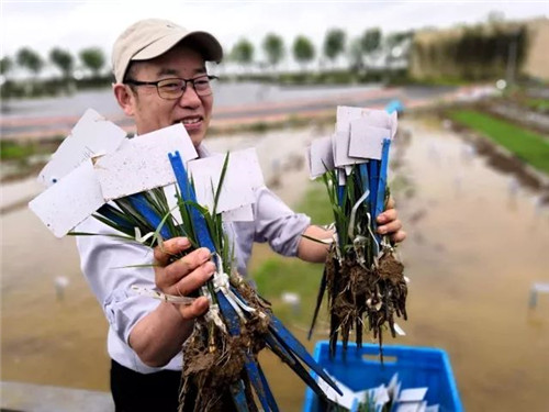 Sea rice experimental planting starts in Qingdao