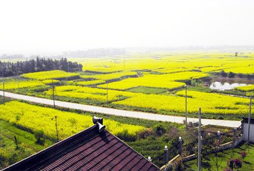 Shakou town--a perfect place to enjoy rape flowers in China