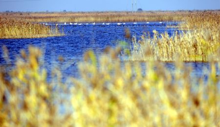 Silent home of Birds: Yellow River delta in Shandong