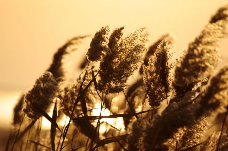 Silent home of Birds: Yellow River delta in Shandong