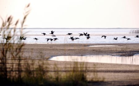 Silent home of Birds: Yellow River delta in Shandong