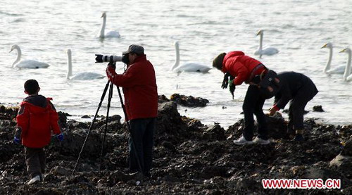 3,500 migrating swans to live through winter in Rongcheng