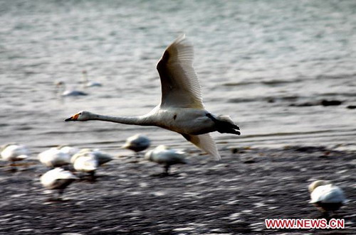 3,500 migrating swans to live through winter in Rongcheng