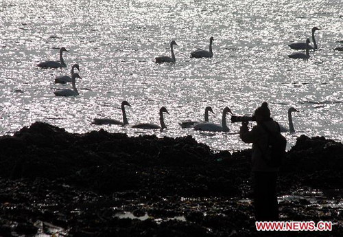 3,500 migrating swans to live through winter in Rongcheng