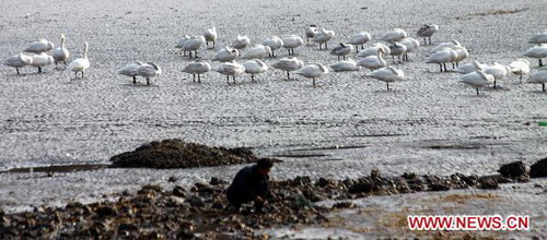 3,500 migrating swans to live through winter in Rongcheng