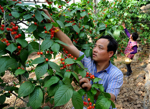 山东枣庄大棚樱桃喜获丰收